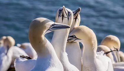 开云体育官网-欧洲网球队逆转日本网球盛宴：穆雷统治全场引爆赛场热潮