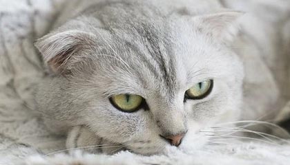 开云-英国乒乓球队翻盘日本乒乓球队，奥恰洛夫打破历史纪录