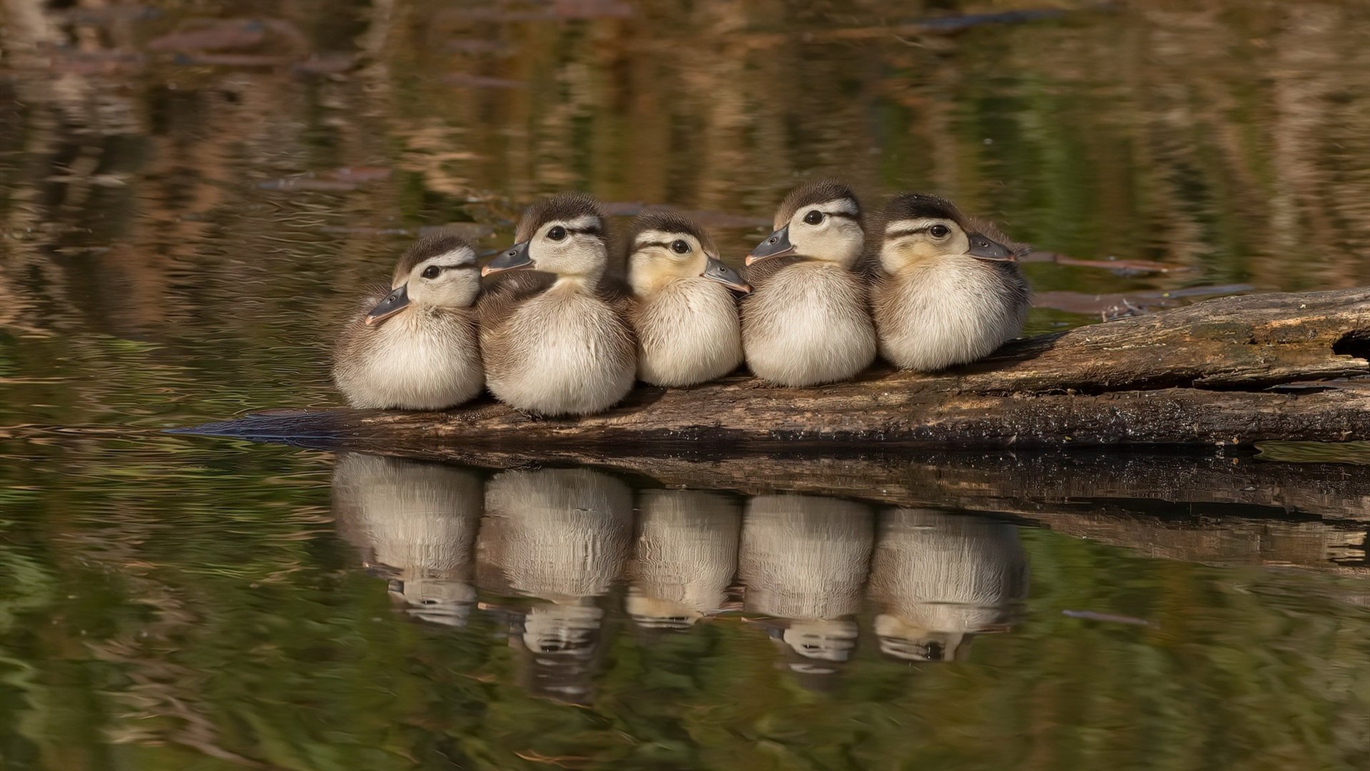 绝境王冠,国家德比的血色之夜,C罗以一肩之力扛起银河战舰